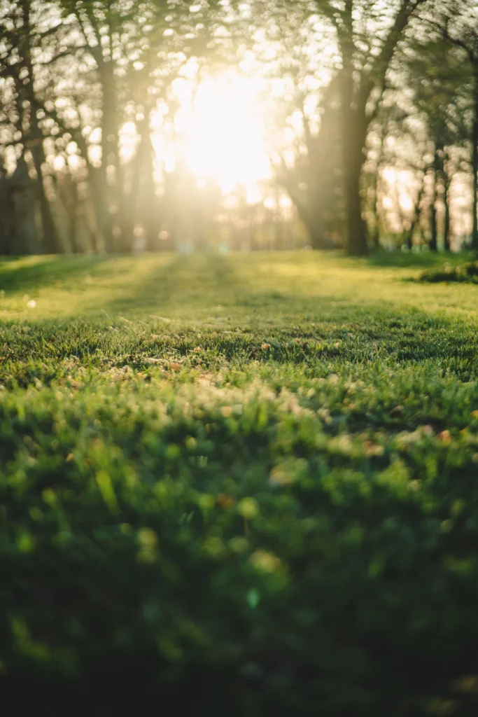 Sunshine on a well kept lawn