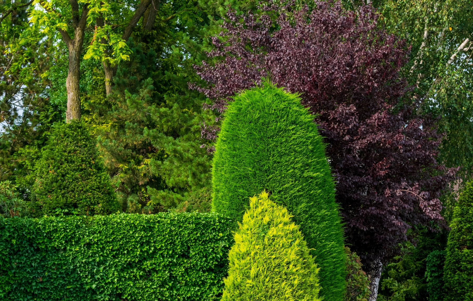 Well trimmed garden hedge