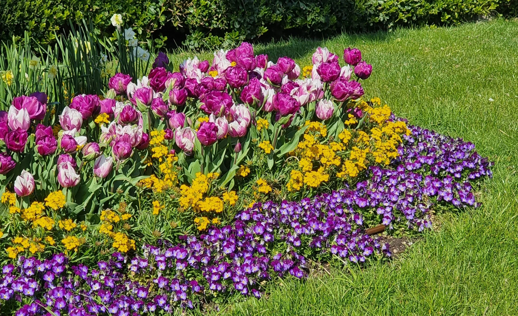 Flowers in a garden