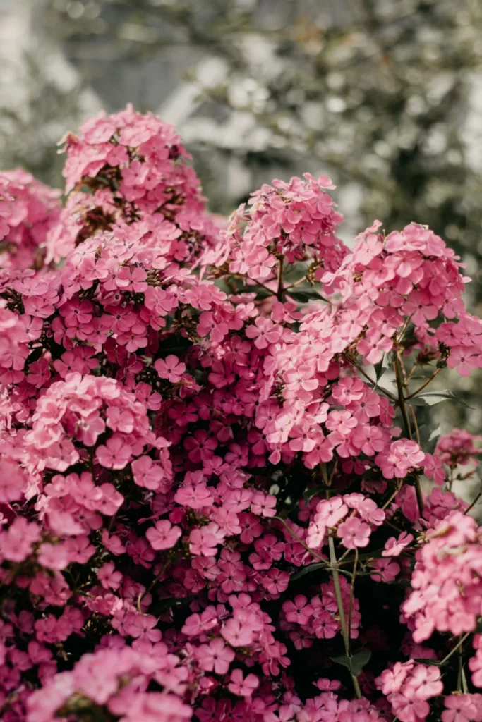 Well maintained pink flower bush