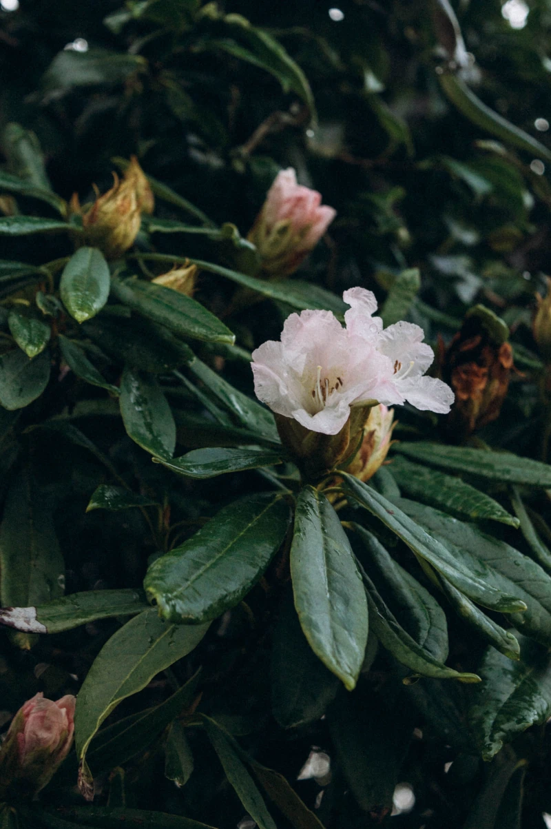 White flower bush