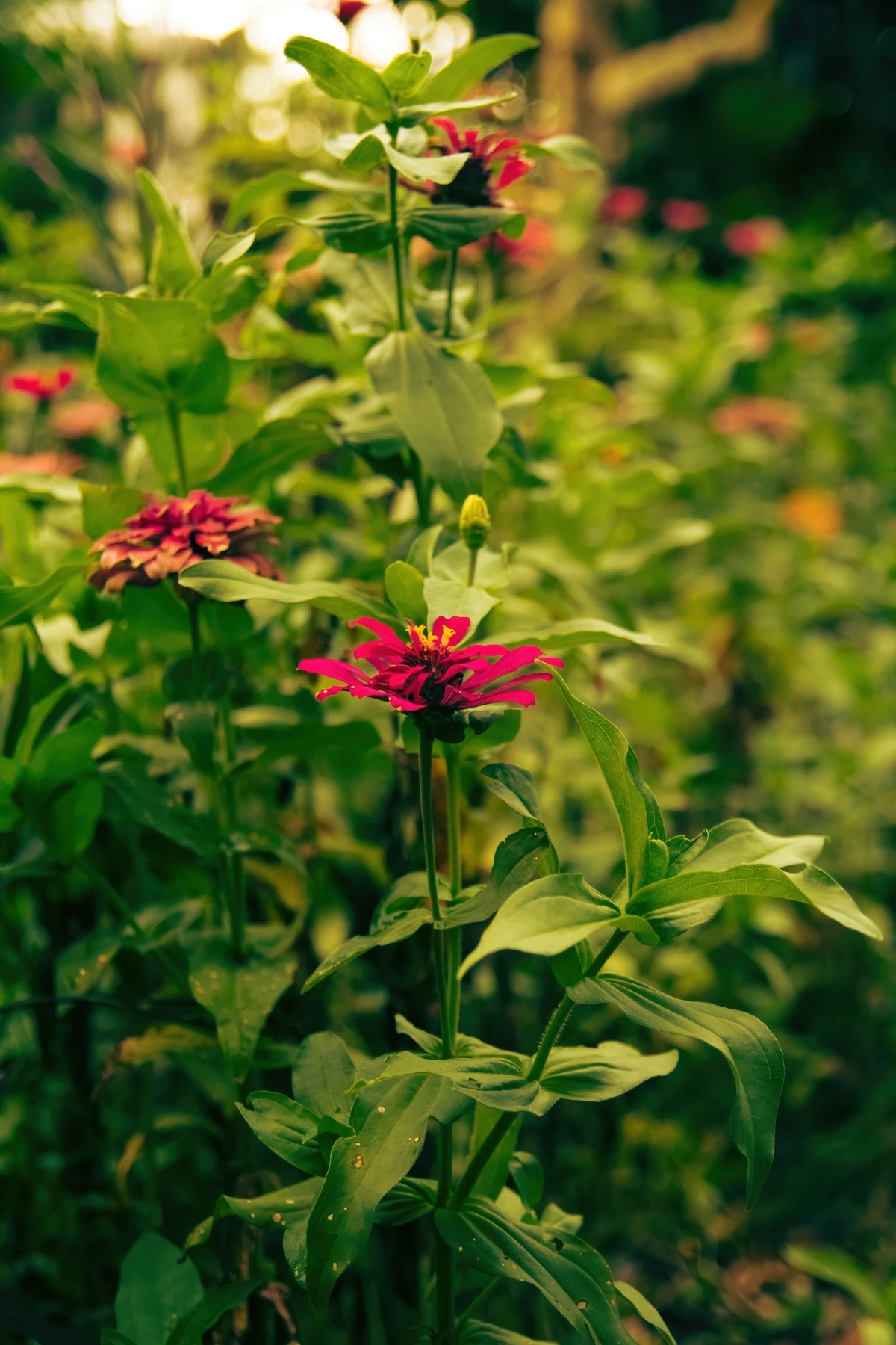 Flowers in a garden